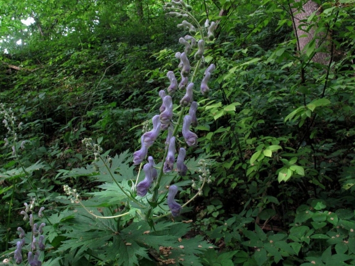 Aconitum moldavicum