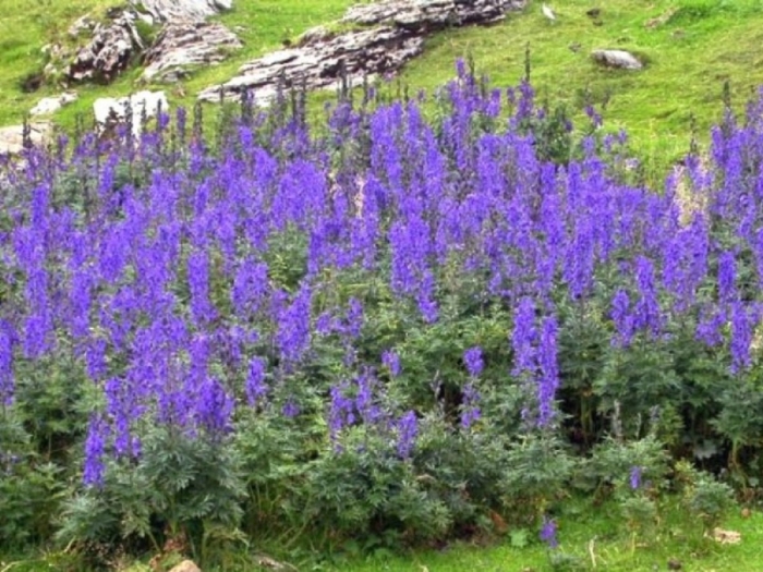 Аконит цветок многолетник