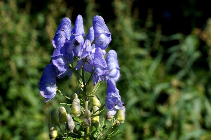 Аконит рубеллум