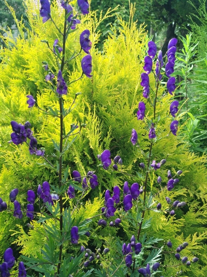 Аконит и дельфиниум