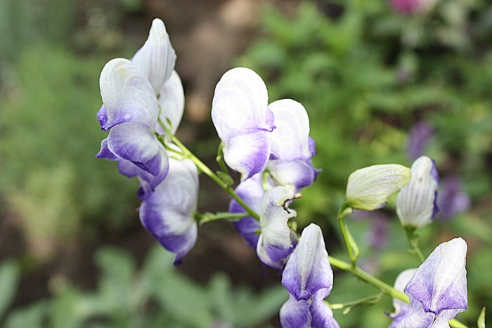 Aconitum napellus 1.