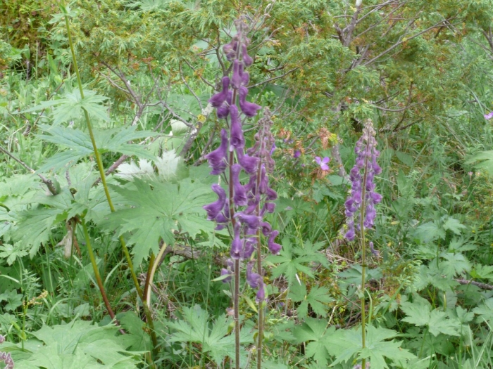 Борец северный aconitum septentrionale