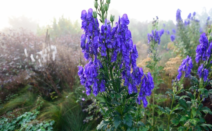 Аконит кармихеля arendsii  aconitum carmichaelii