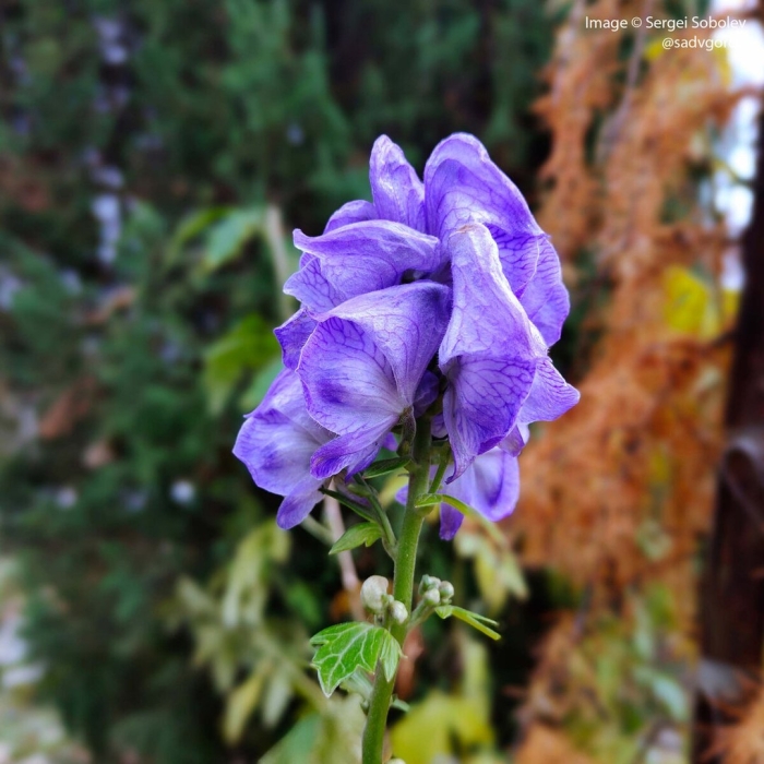 Аконит кармихеля arendsii
