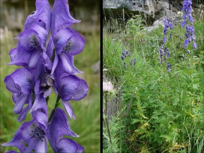 Борец волчий северный аконит
