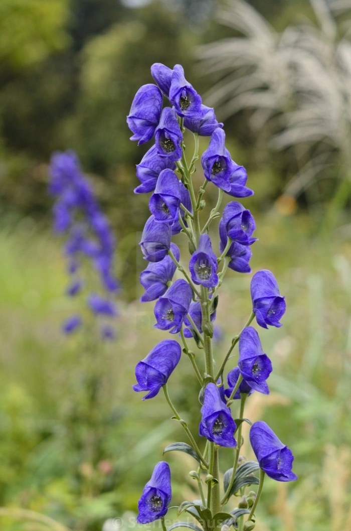 Аконит клобучковый (aconitum napellus)