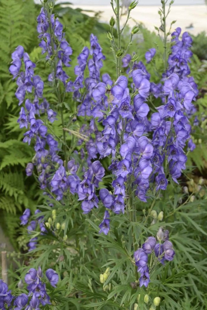 Аконит (борец) фишера