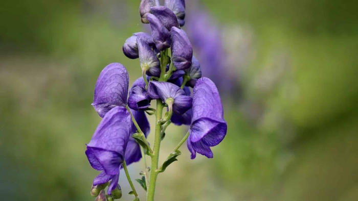 Аконит клобучковый