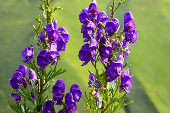 Аконит клобучковый