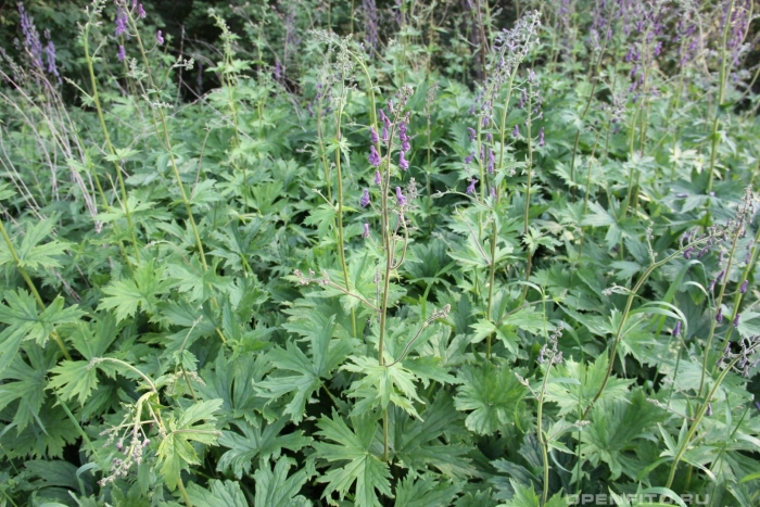 Борец (аконит) северный