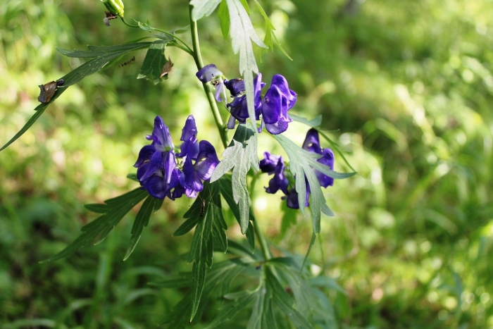 Aconitum lasiostomum reichenb.: