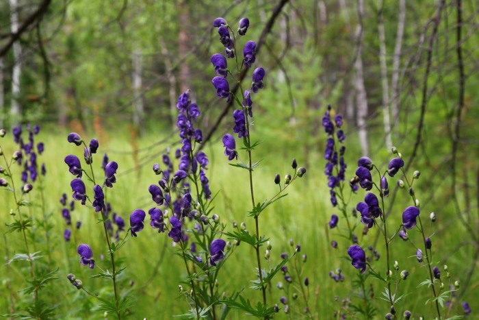 Aconitum napellus