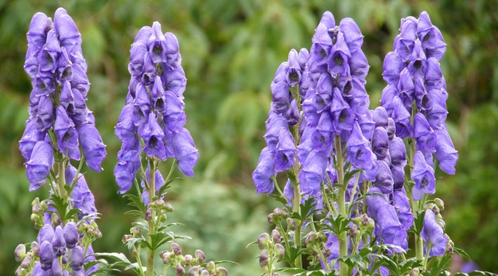 Аконит шлемник