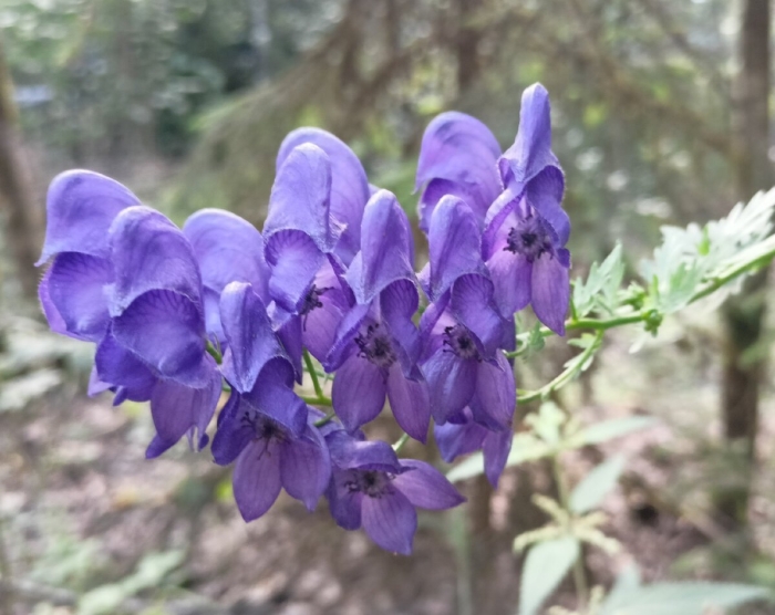 Аконит клобучковый рубеллум