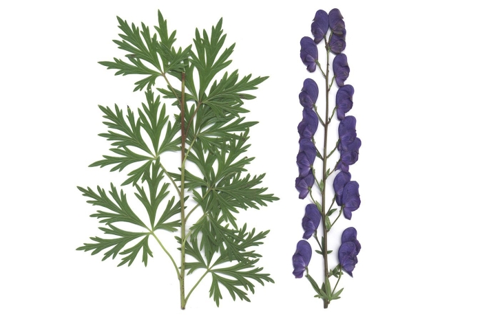 Аконит клобучковый (aconitum napellus) видовой