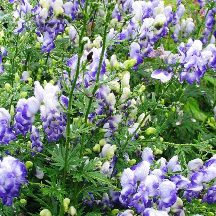 Аконит клобучковый