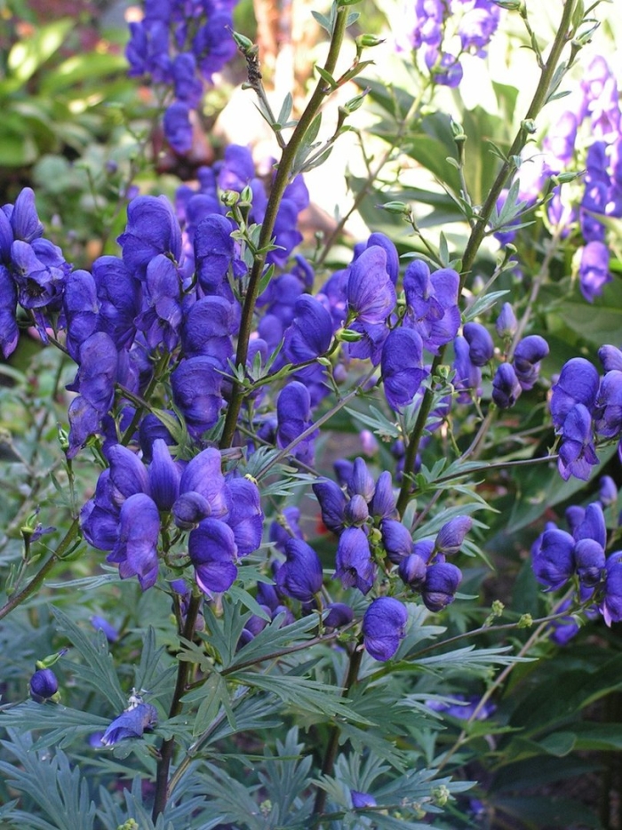 Аконит клобучковый