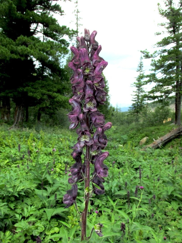 Aconitum septentrionale