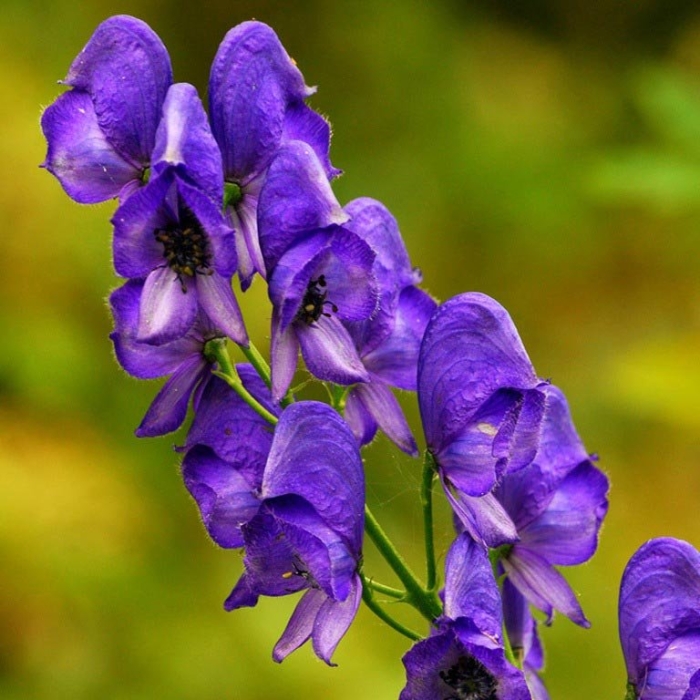 Aconitum napellus