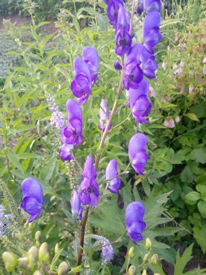 Аконит борец