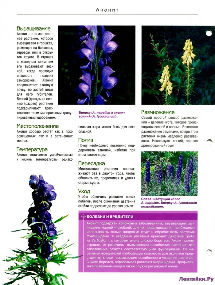 Опасное растение аконит