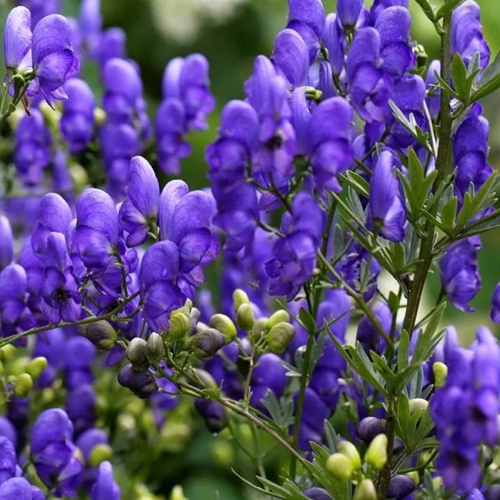 Растение аконит