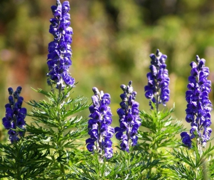 Aconitum / аконит (борец) ’