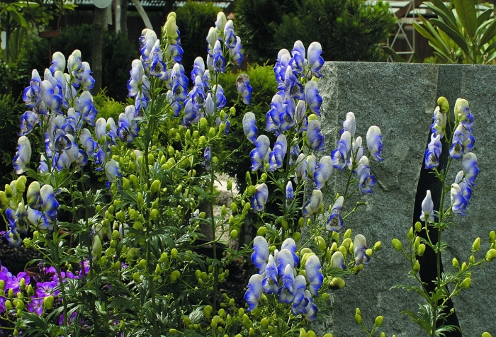 Аконит биколор