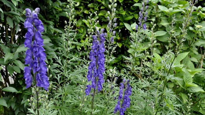 Аконит клобучковый