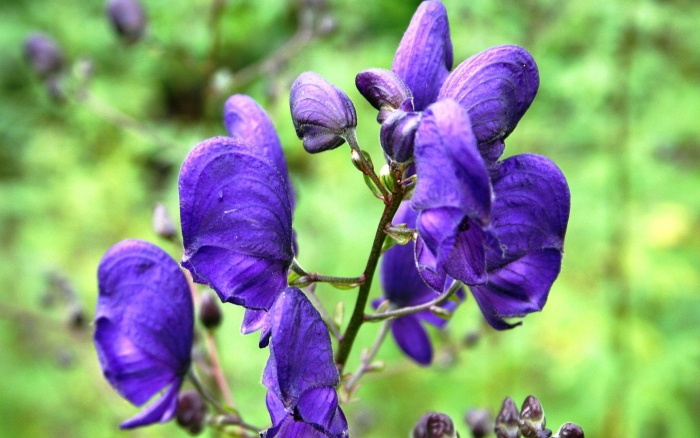 Цветок аконит джунгарский