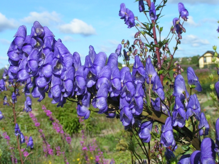 Аконит кармихеля arendsii