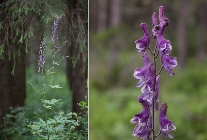 Борец северный aconitum septentrionale