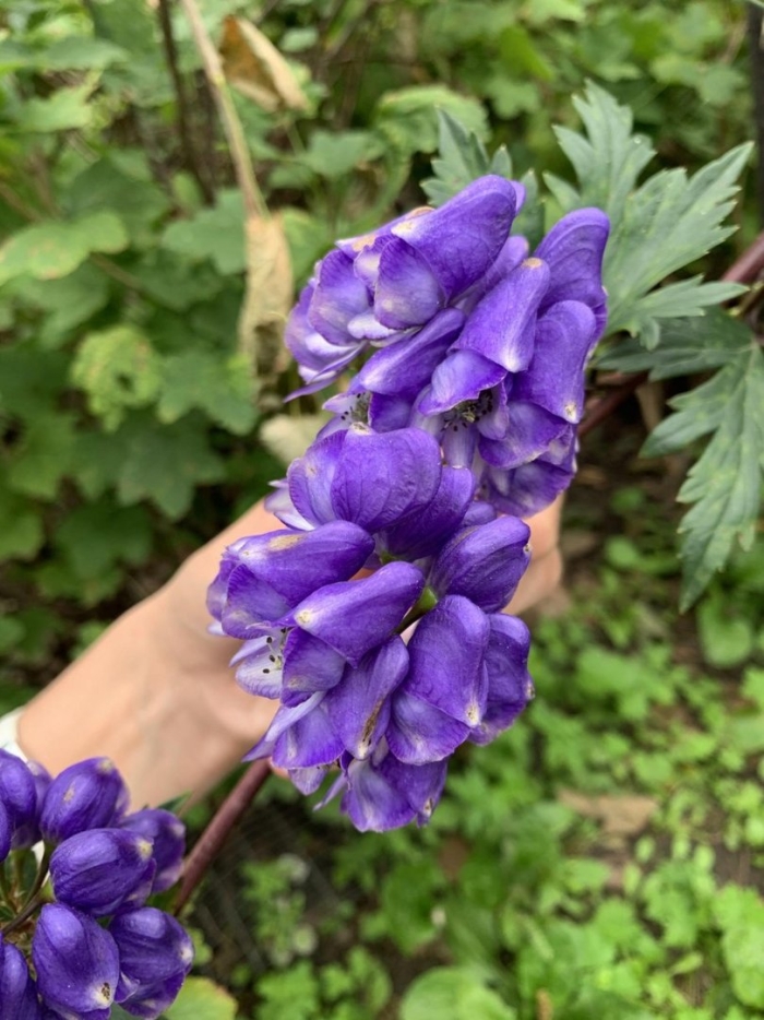 Аконит джунгарский