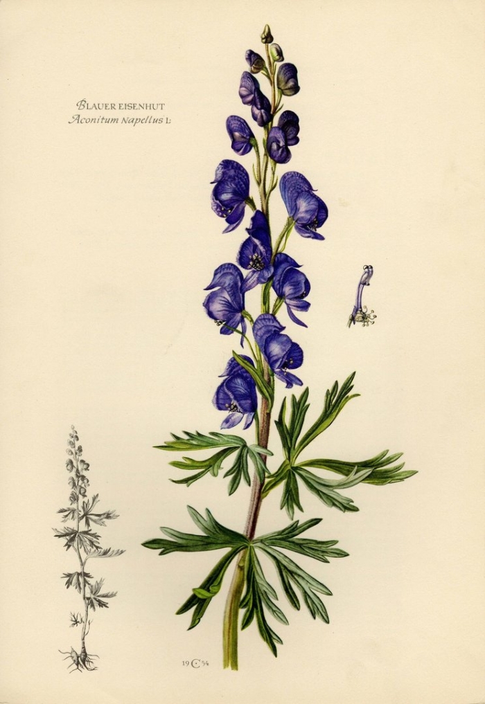 Аконит рисунок