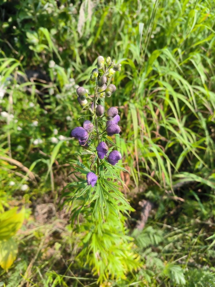 Аконит байкальский