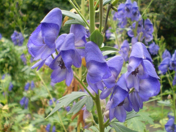 Цветок аконит джунгарский