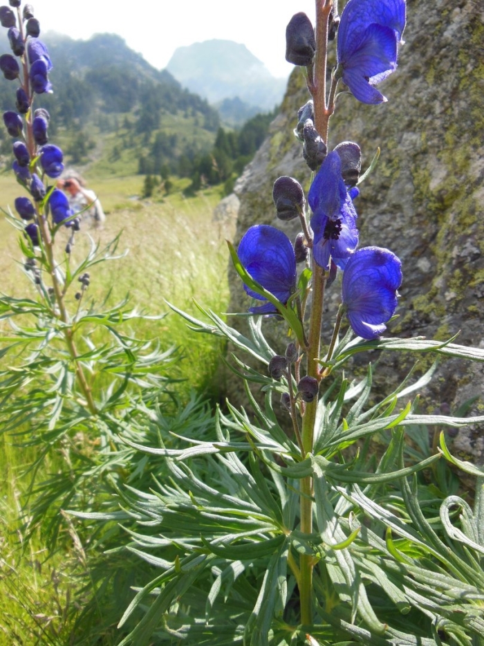 Аконитум напеллюс