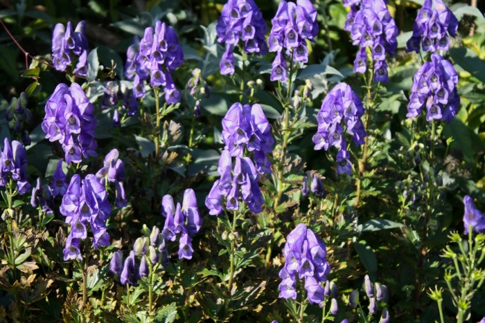 Аконит фишера