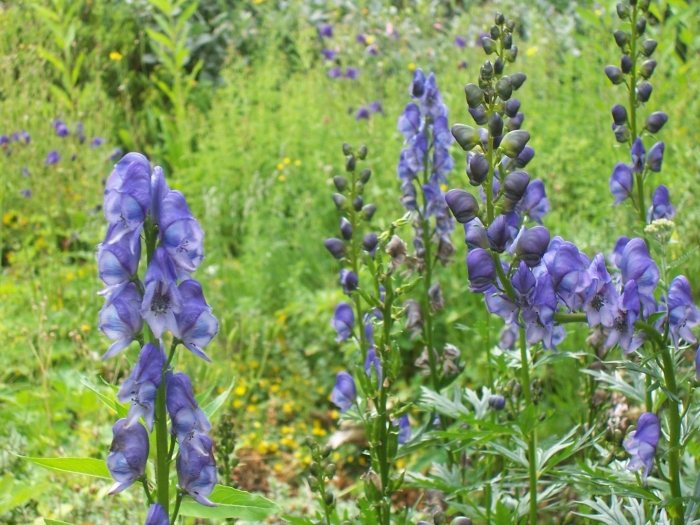 Аконит многолетник