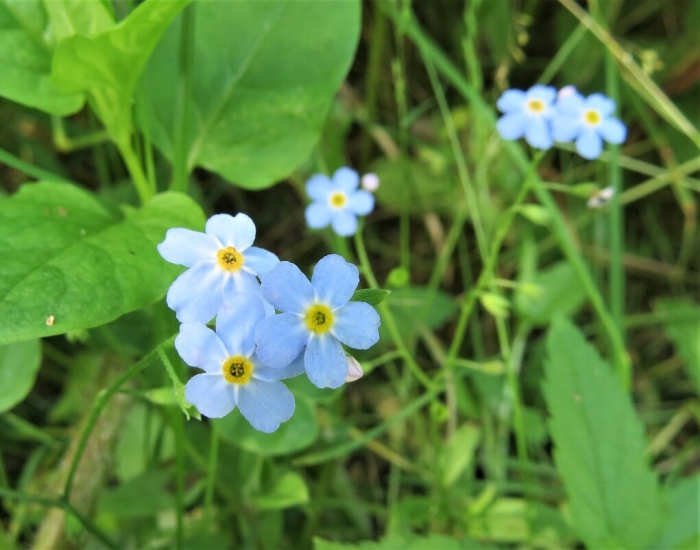 Незабудка альпийская myosotis alpestris