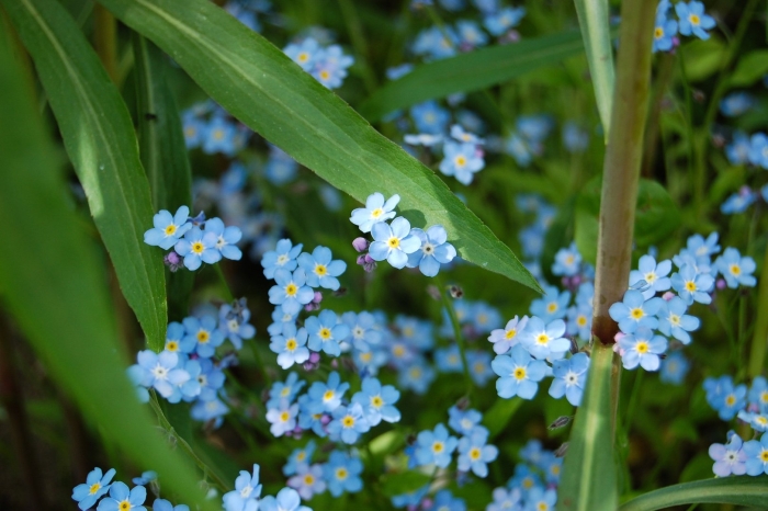 Незабудка лесная myosotis sylvatica