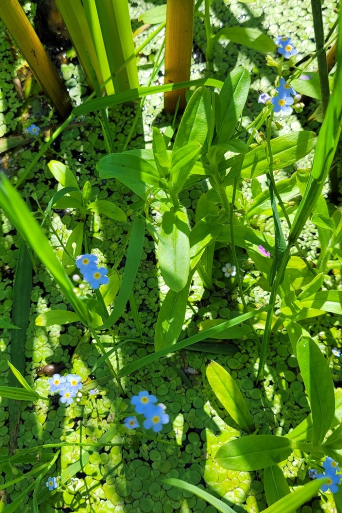 Незабудка болотная myosotis palustris