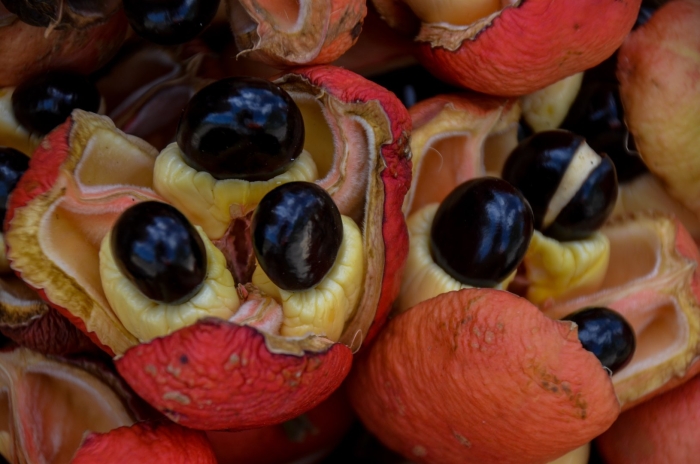Фрукт ackee ямайка