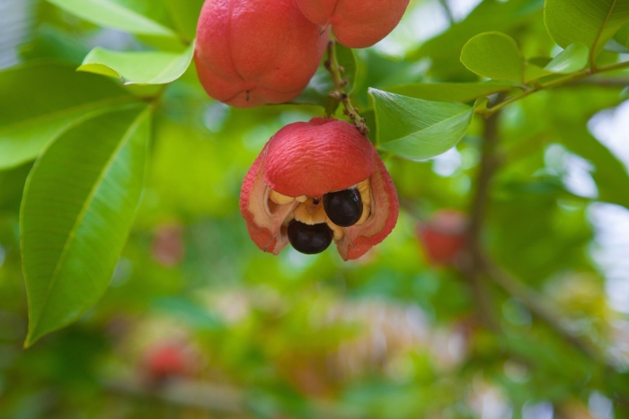 Ackee fruit