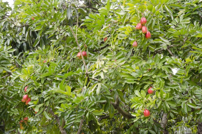 Блигия дерево