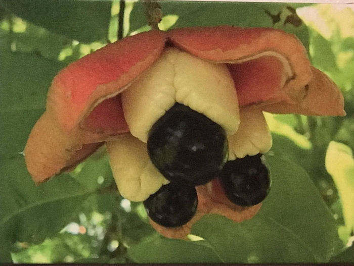 Фрукт ackee ямайка