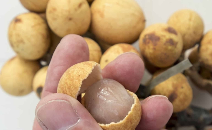 Глаз дракона фрукт лонган