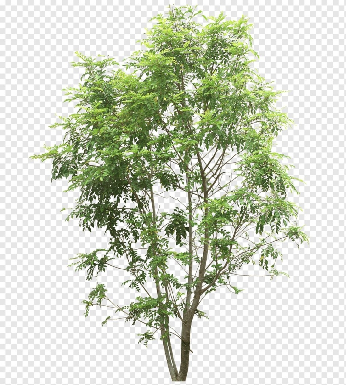 Лиственные деревья пальма