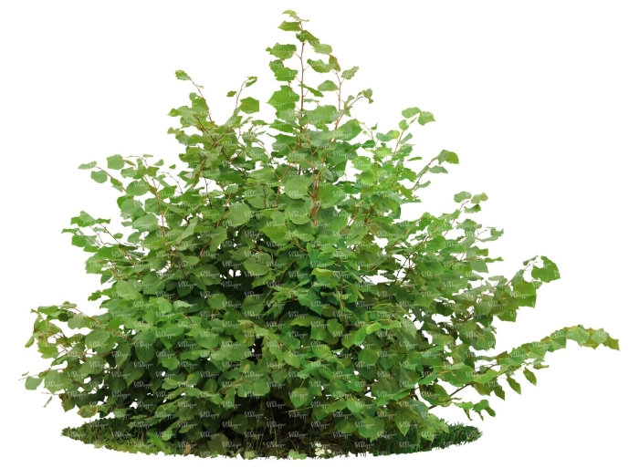 Кустарник без фона