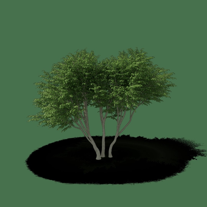 Лиственные деревья